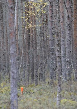 Koku augšanas apstākļu uzlabošanas pētījumu programma 2016.- 2021. gadam