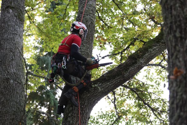 arboristi