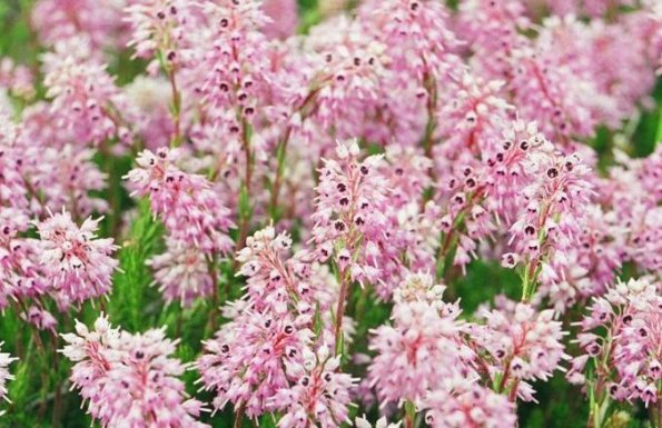 erica carnea k