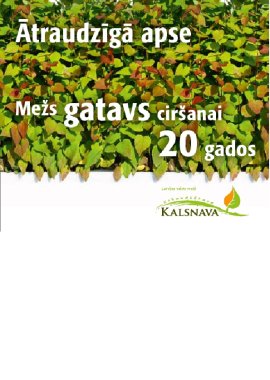 Ātraudzīgā apse. Mežs gatavs ciršanai 20 gados