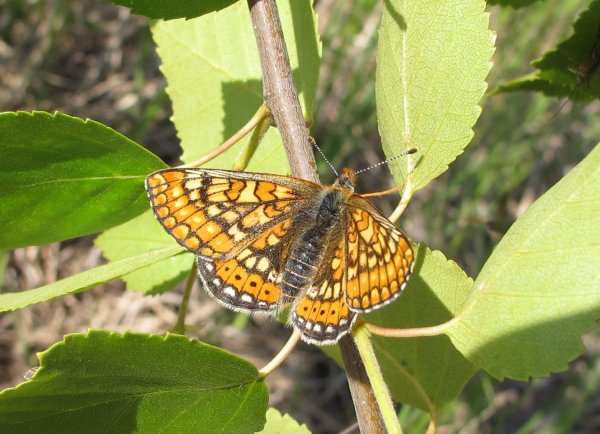 euphydryas aurinia cits