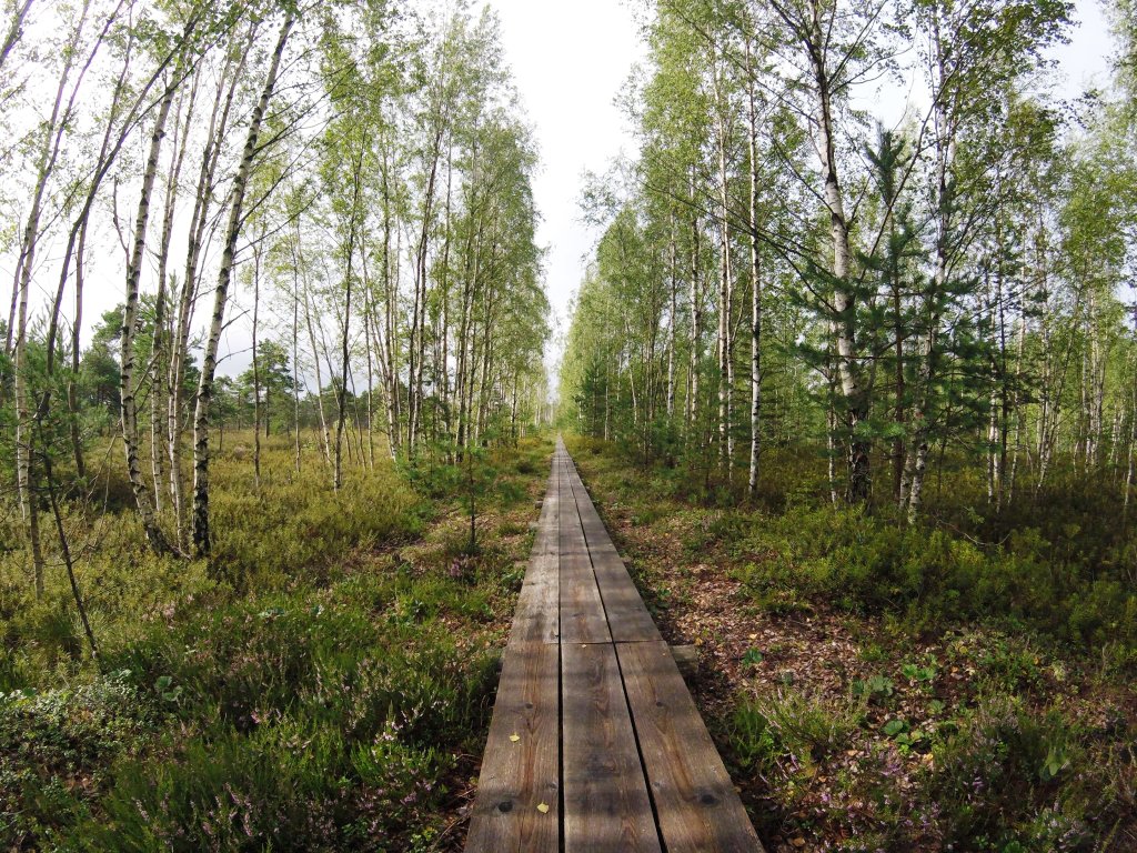 Latvijas valsts meži - JSC “Latvia's State Forests” Opens Eight Bog Trails  to Visitors