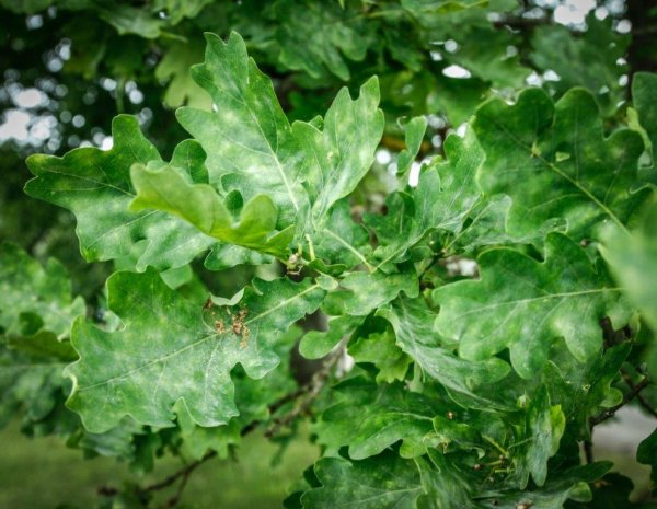 quercus robur 1