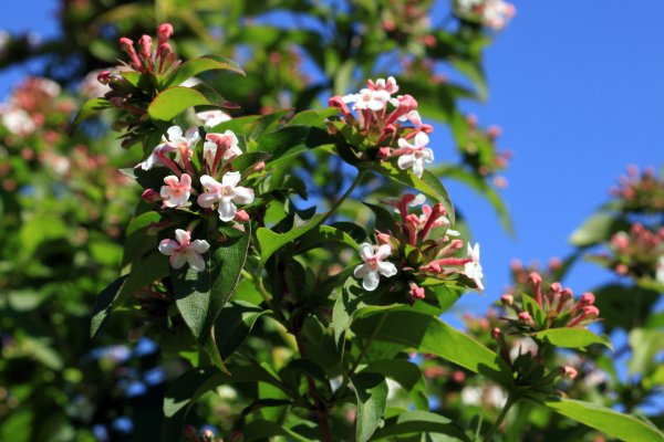 Abelia mosanensis.