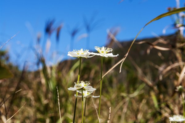 Parnassia palustris