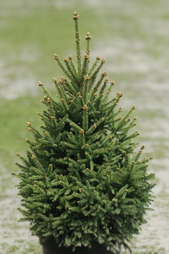 Picea abies Remontii