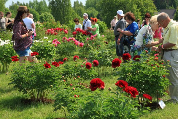 peonijas